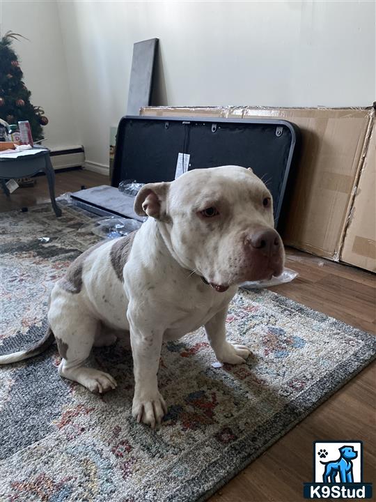 a american bully dog sitting on a rug