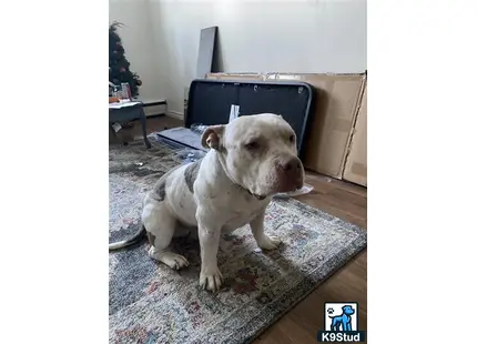 a american bully dog sitting on a rug
