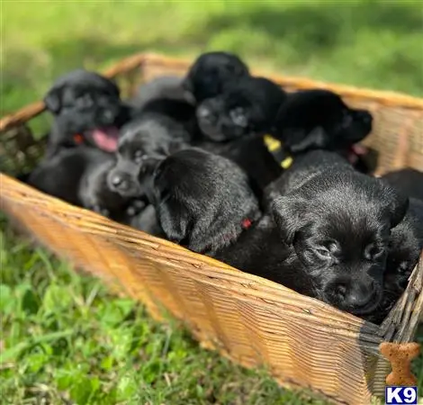 Labrador Retriever puppy for sale