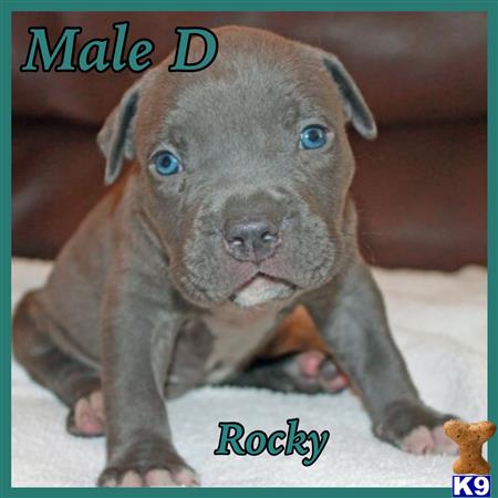 american pit bull puppy posted by jwells20