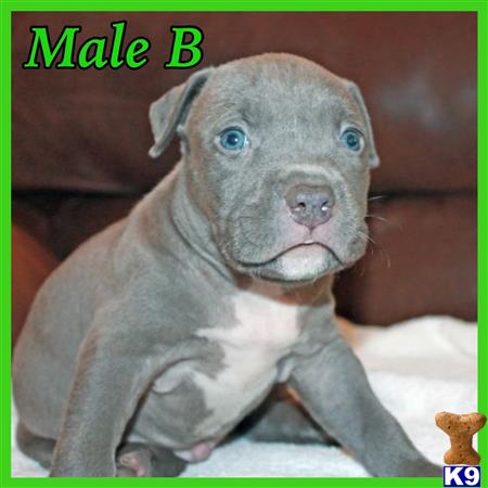 american pit bull puppy posted by jwells20