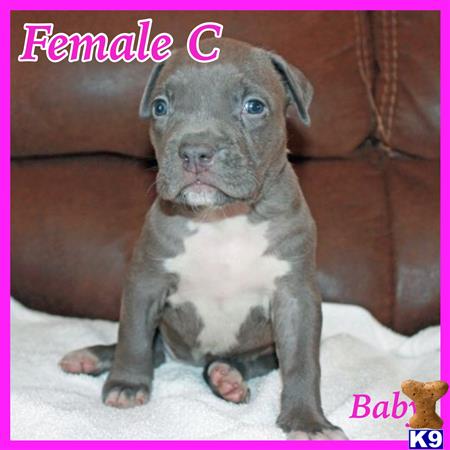 american pit bull puppy posted by jwells20