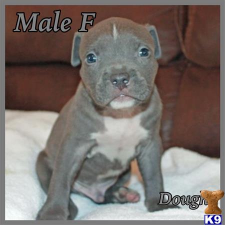 american pit bull puppy posted by jwells20