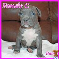 american pit bull puppy posted by jwells20