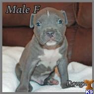 american pit bull puppy posted by jwells20