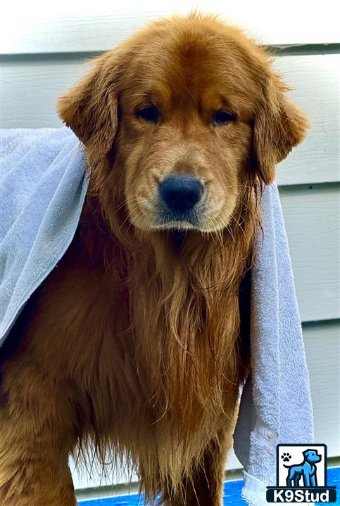 a golden retriever dog with a towel around its neck