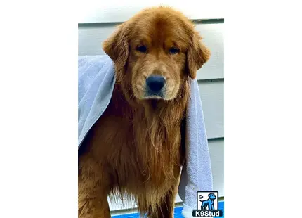 a golden retriever dog with a towel around its neck