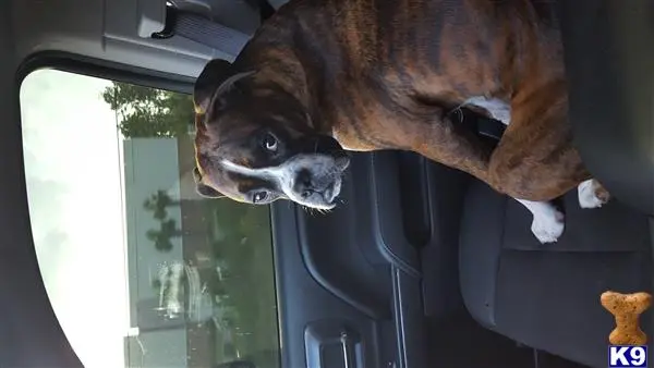 Boxer stud dog