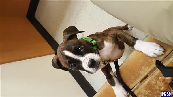 Boxer stud dog