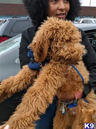 Goldendoodles stud dog