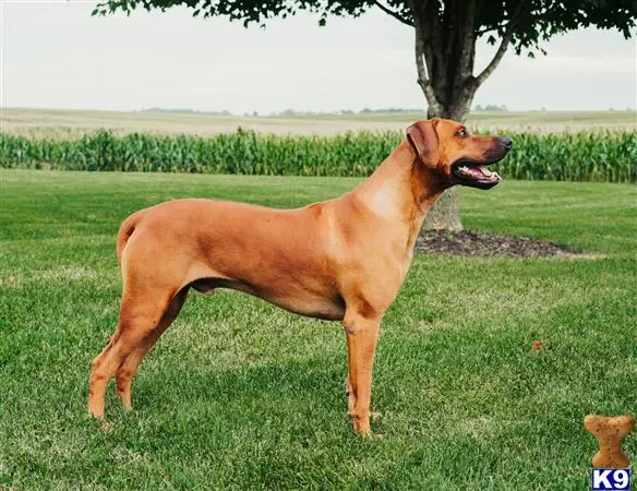 Rhodesian Ridgeback