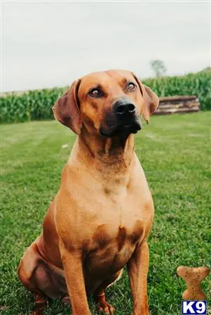 Rhodesian Ridgeback stud dog