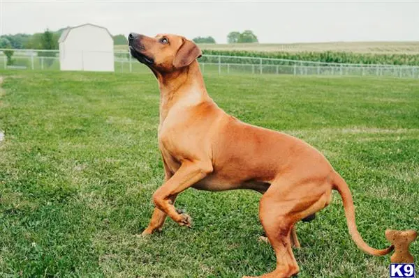 Rhodesian Ridgeback stud dog