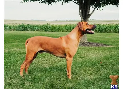 Rhodesian Ridgeback