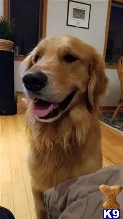 Golden Retriever stud dog