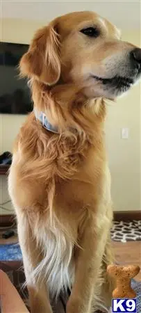 Golden Retriever stud dog