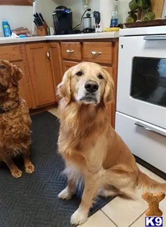 Golden Retriever stud dog