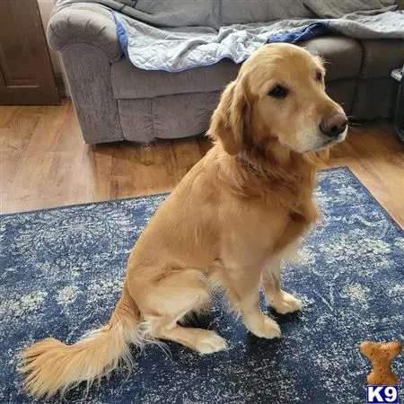 Golden Retriever stud dog