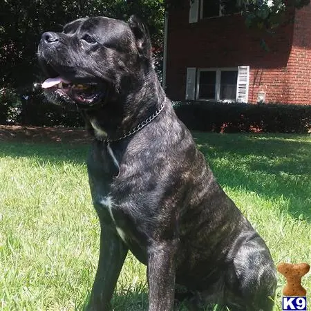 Cane Corso