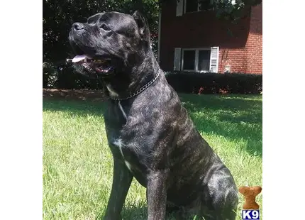 Cane Corso