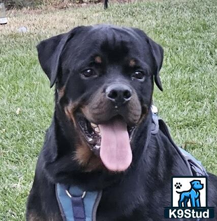 a rottweiler dog with its tongue out