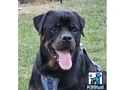 a rottweiler dog with its tongue out