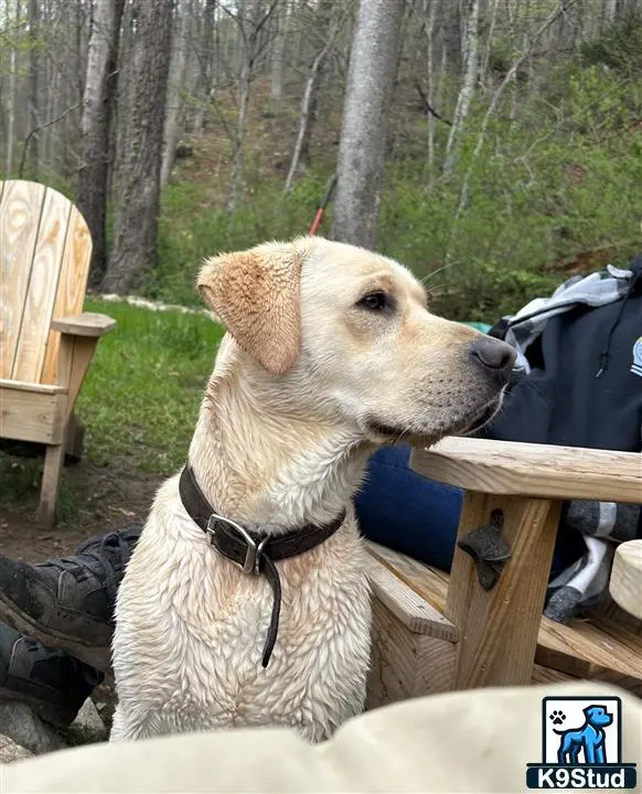 Labrador Retriever stud dog