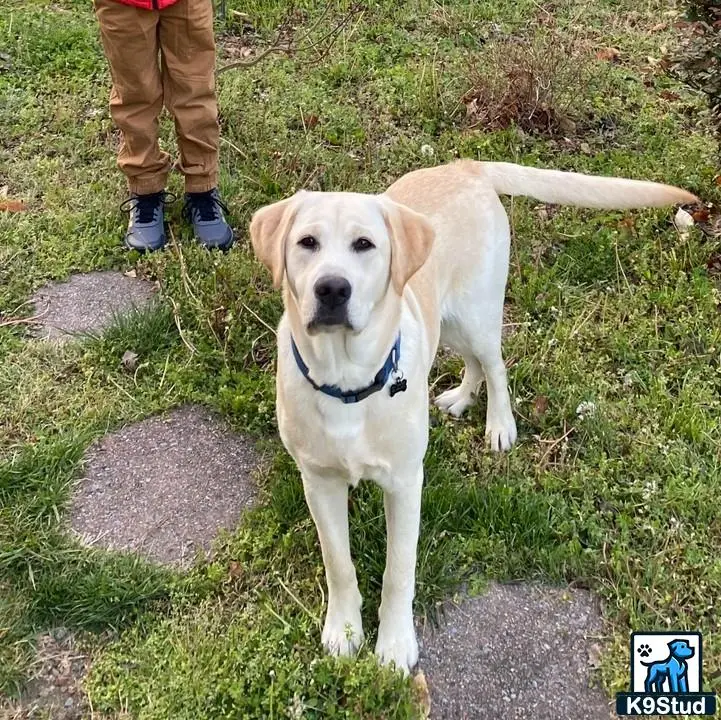 Labrador Retriever stud dog