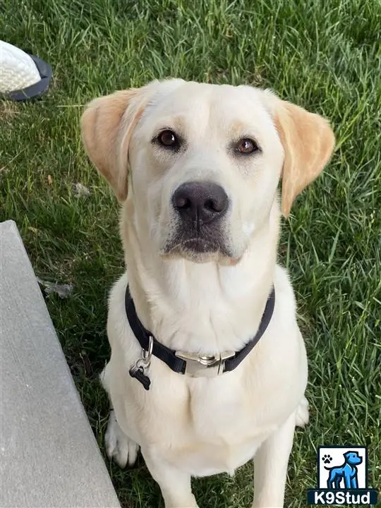 Labrador Retriever stud dog