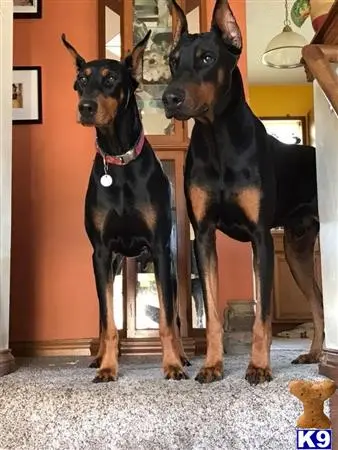 Doberman Pinscher