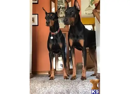 Doberman Pinscher