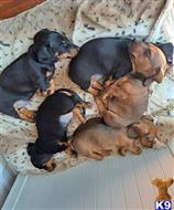 dachshund puppy posted by k2puppies2010