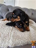 dachshund puppy posted by k2puppies2010
