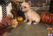 french bulldog puppy posted by k2puppies2010