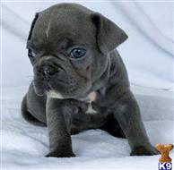 french bulldog puppy posted by k2puppies2010