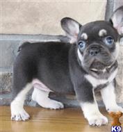 french bulldog puppy posted by k2puppies2010