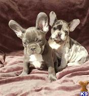 french bulldog puppy posted by k2puppies2010