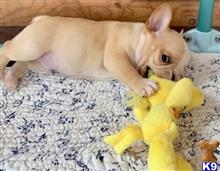french bulldog puppy posted by k2puppies2010