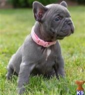 french bulldog puppy posted by k2puppies2010