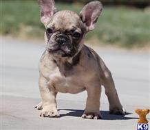 french bulldog puppy posted by k2puppies2010