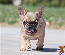 french bulldog puppy posted by k2puppies2010