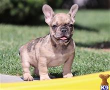 french bulldog puppy posted by k2puppies2010