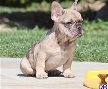 french bulldog puppy posted by k2puppies2010