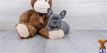 french bulldog puppy posted by k2puppies2010