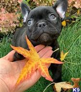 french bulldog puppy posted by k2puppies2010
