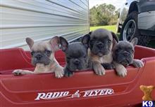 french bulldog puppy posted by k2puppies2010