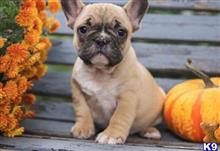 french bulldog puppy posted by k2puppies2010