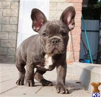 french bulldog puppy posted by k2puppies2010