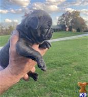 french bulldog puppy posted by k2puppies2010