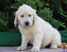 golden retriever puppy posted by k2puppies2010
